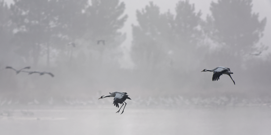 grues cendrées